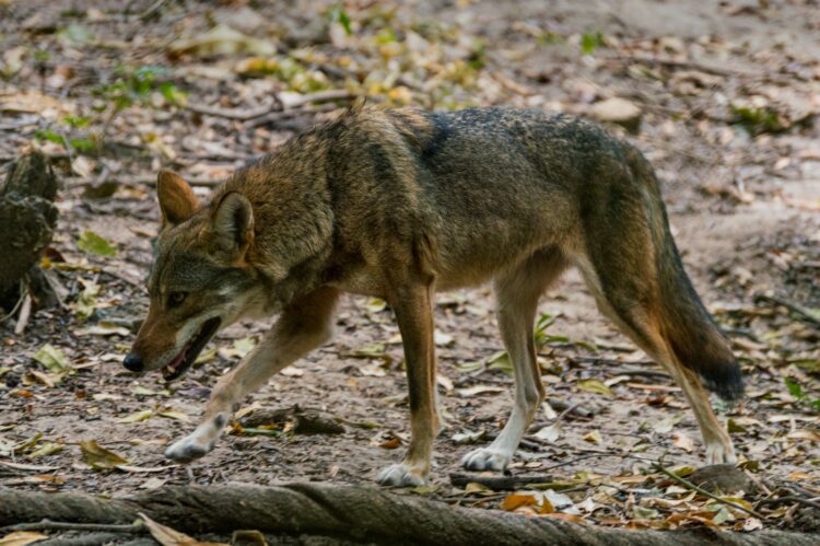 15 Cool Facts About Coyotes