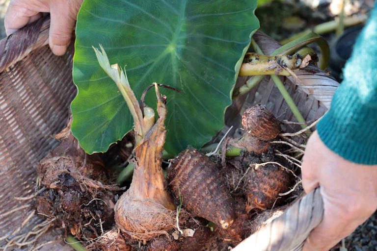 How To Plant Elephant Ear Bulbs Correctly For A Tropical Garden Oasis