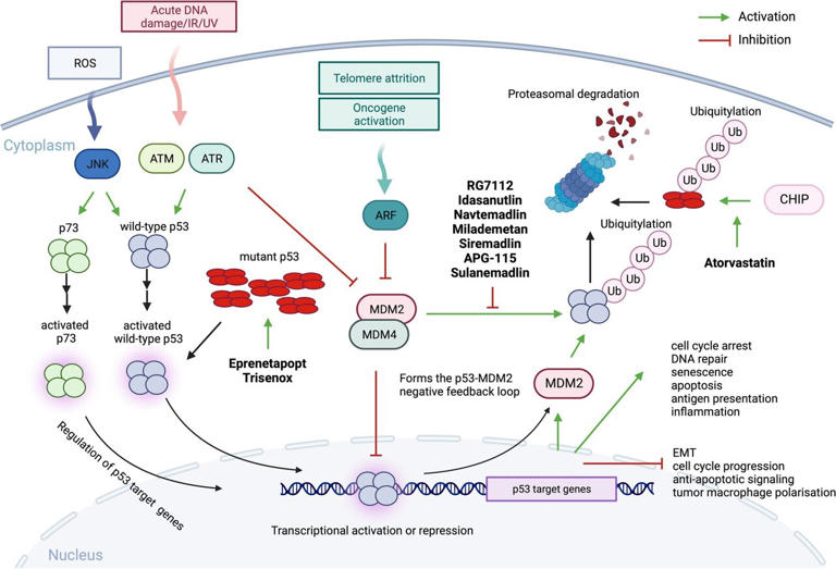 New review on p53 biology and reactivation in blood cancers