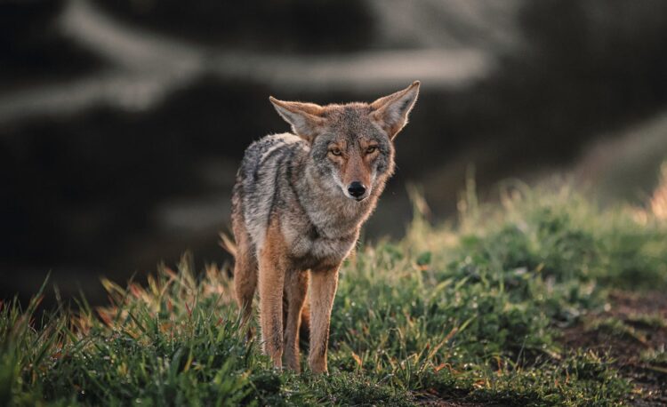 15 Cool Facts About Coyotes