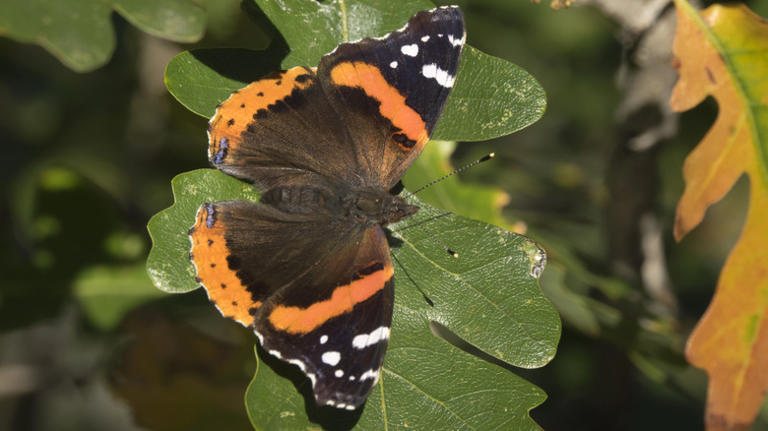 The Common Tree That'll Attract All Kinds Of Beautiful Butterflies To 