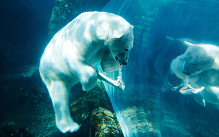 Wildlife enthusiasts can see polar bears at Winnipeg's Assiniboine Park Zoo in Canada - Alamy