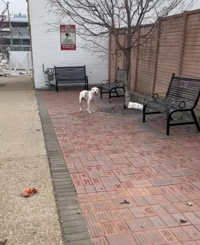 Dog Left Tied To Tree Can't Stop Wagging His Tail When Rescuers Arrive