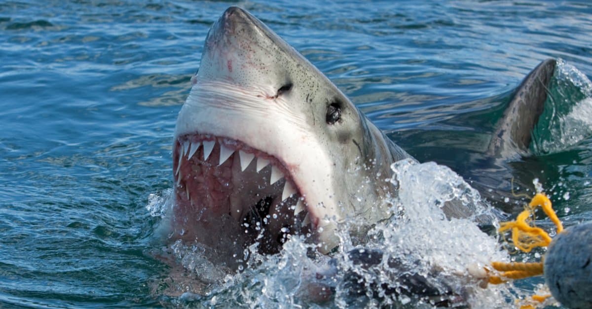 Incredible Great White Shark Facts