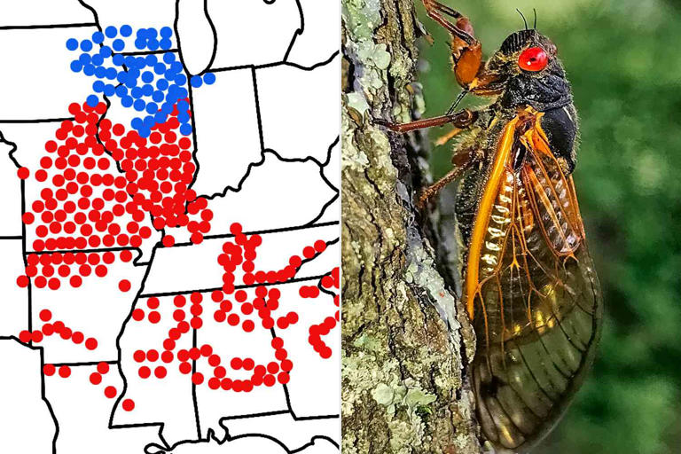 Billions of Cicadas Are Coming amid Rare Double Brood — See Where the ...