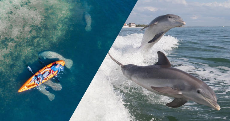 Dolphins, Manatees & More: 7 Florida Beaches For Wildlife Encounters