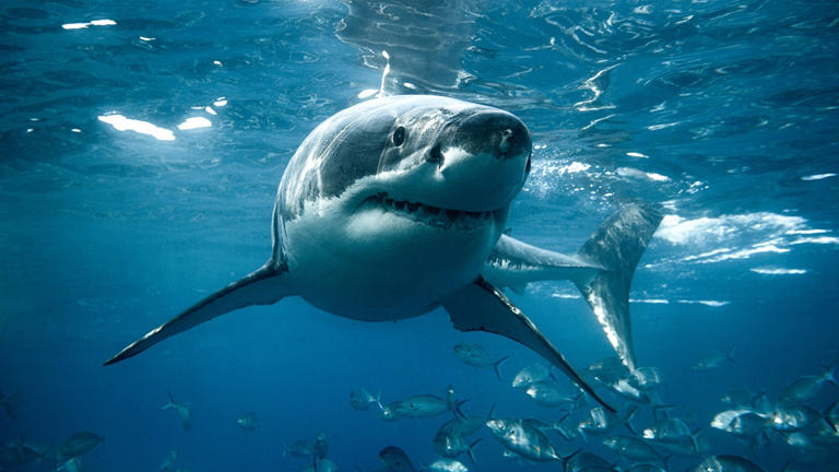 Scientists have successfully attached a camera to a great white shark for just the second time. iStock
