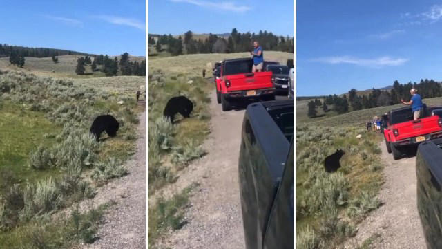 Parkgoer captures alarming encounter between fellow tourist and bear within mere feet of each other: 'Bears are agile climbers'