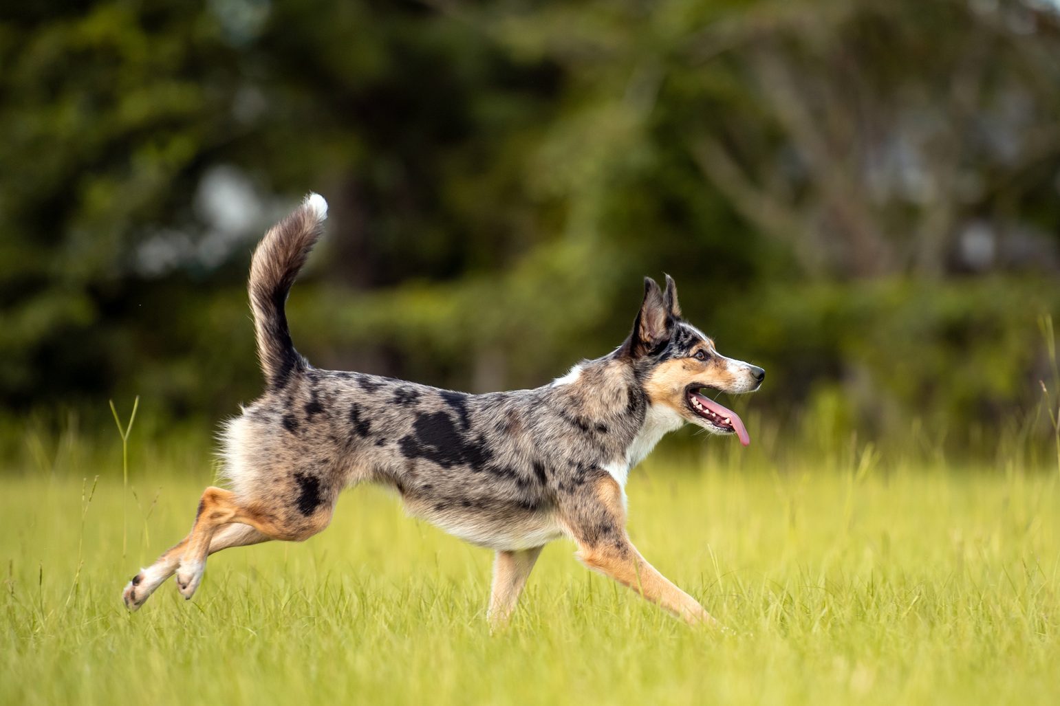 10 Energetic Australian Dog Breeds to Add to Your Family