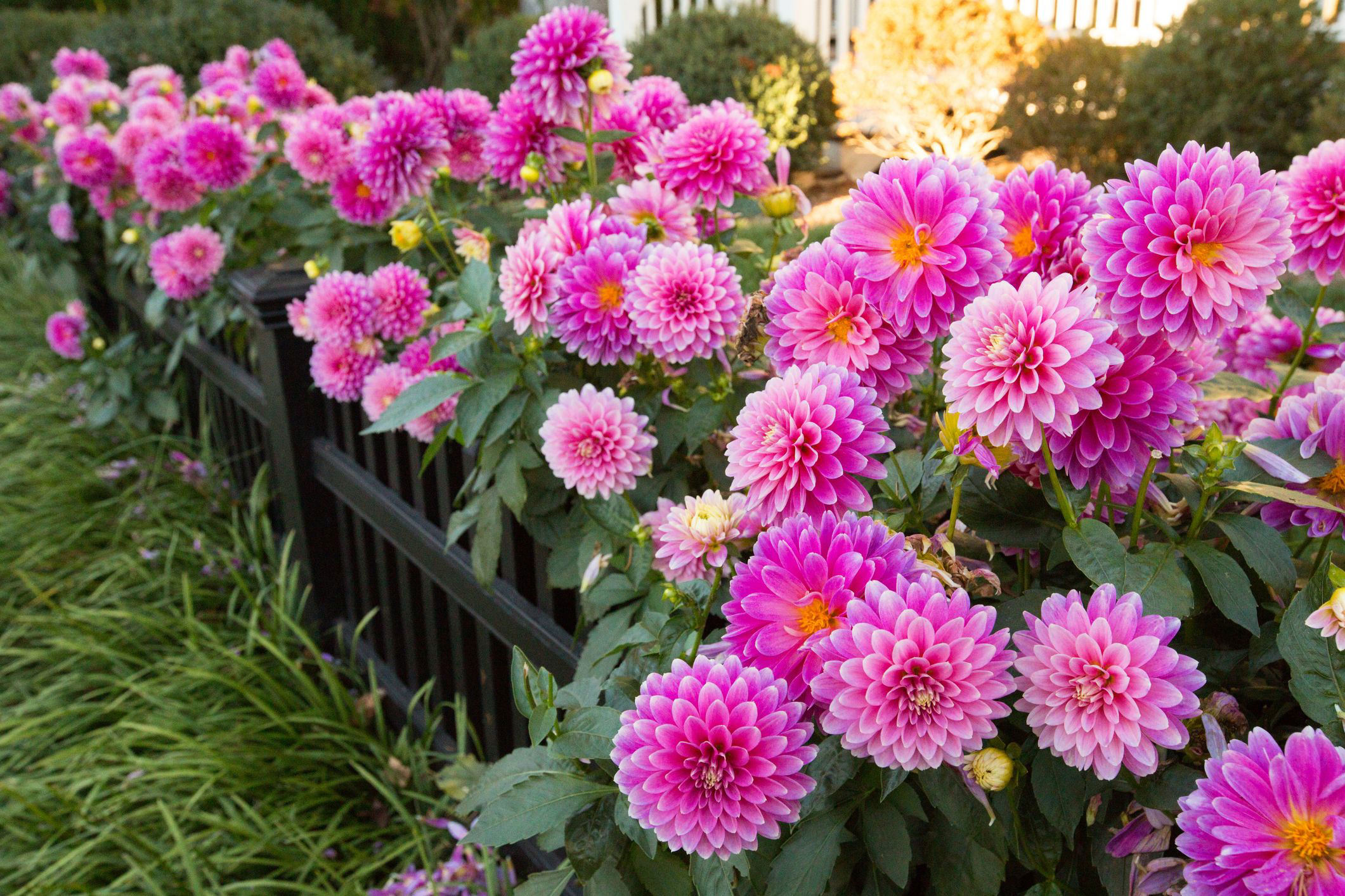 The 20 Most Beautiful Perennial Flowers to Plant in Your Garden The 20 Most Beautiful Perennial Flowers to Plant in Your Garden