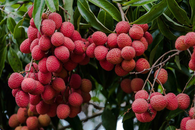 The Health Benefits Of Lychee