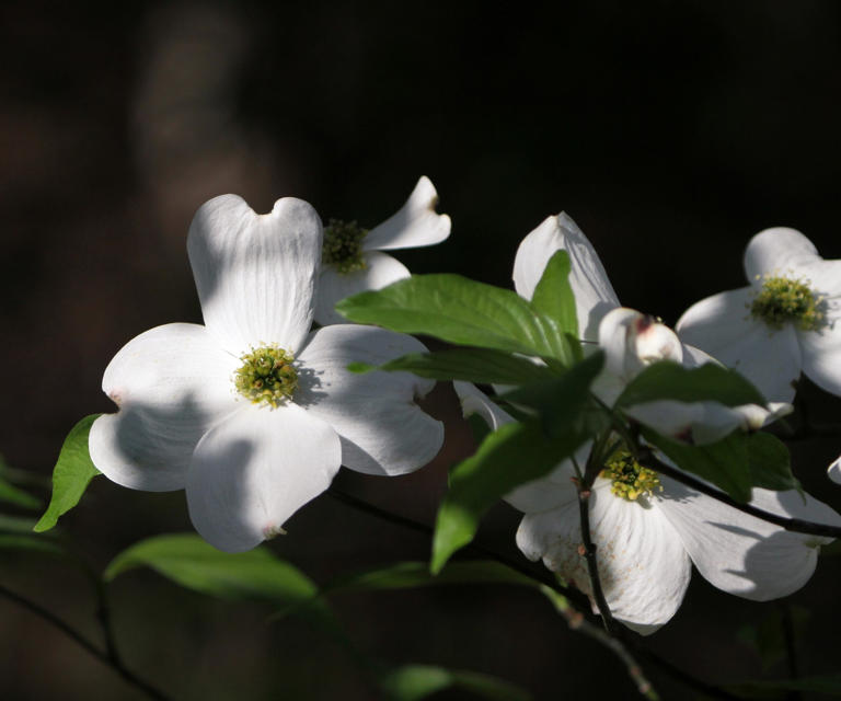 Best shade-tolerant trees – 5 trees to plant this spring