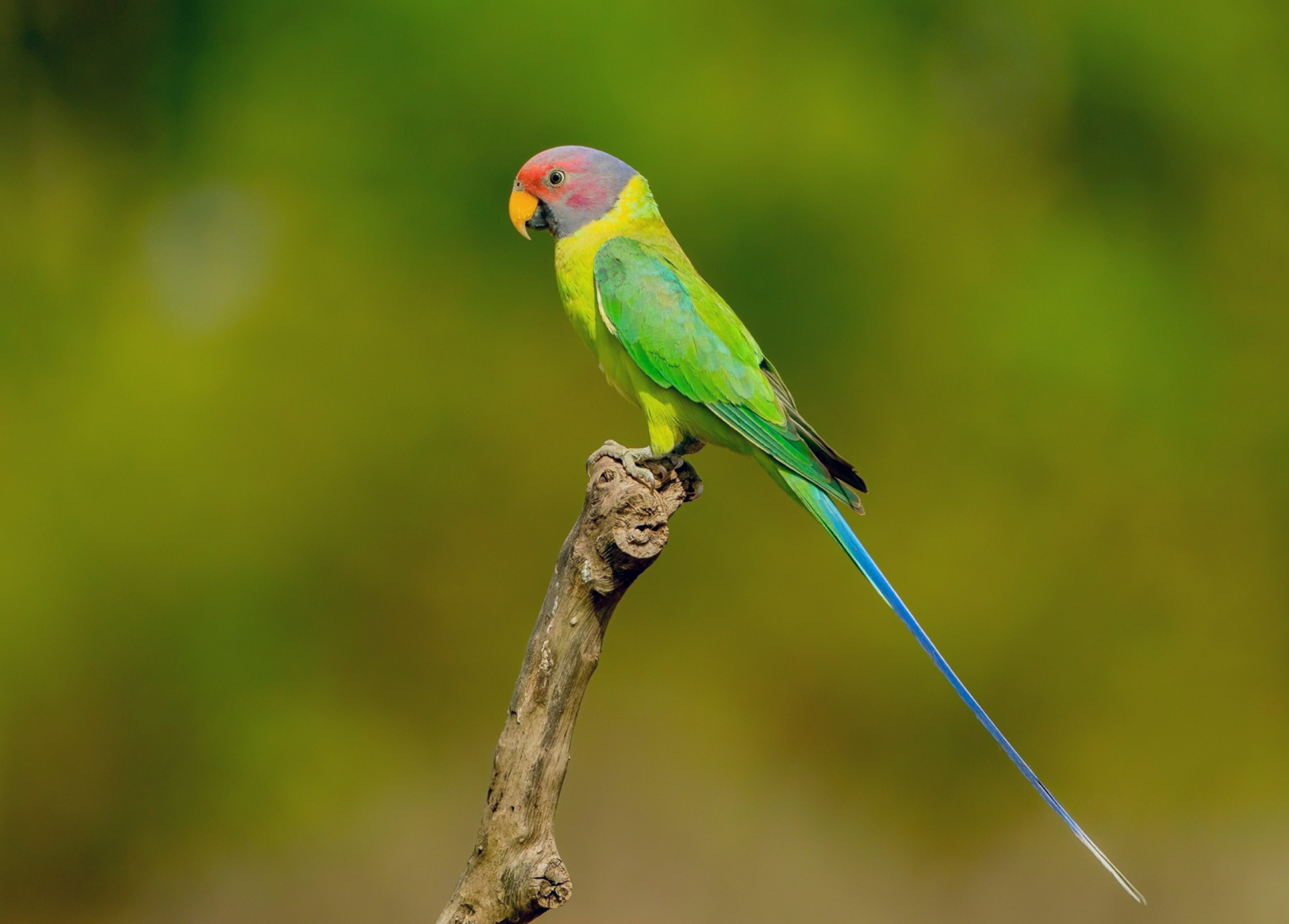 <p>One of the West Baratang Group of the Andaman Islands, Parrot Island is, as the name suggests, famous for its colorful birdlife. Tourists flock to this uninhabited island to hear the evening calls of thousands of parrots.</p><p><a href="https://www.msn.com/en-nz/community/channel/vid-7xx8mnucu55yw63we9va2gwr7uihbxwc68fxqp25x6tg4ftibpra?cvid=94631541bc0f4f89bfd59158d696ad7e">Follow us and access great exclusive content every day</a></p>