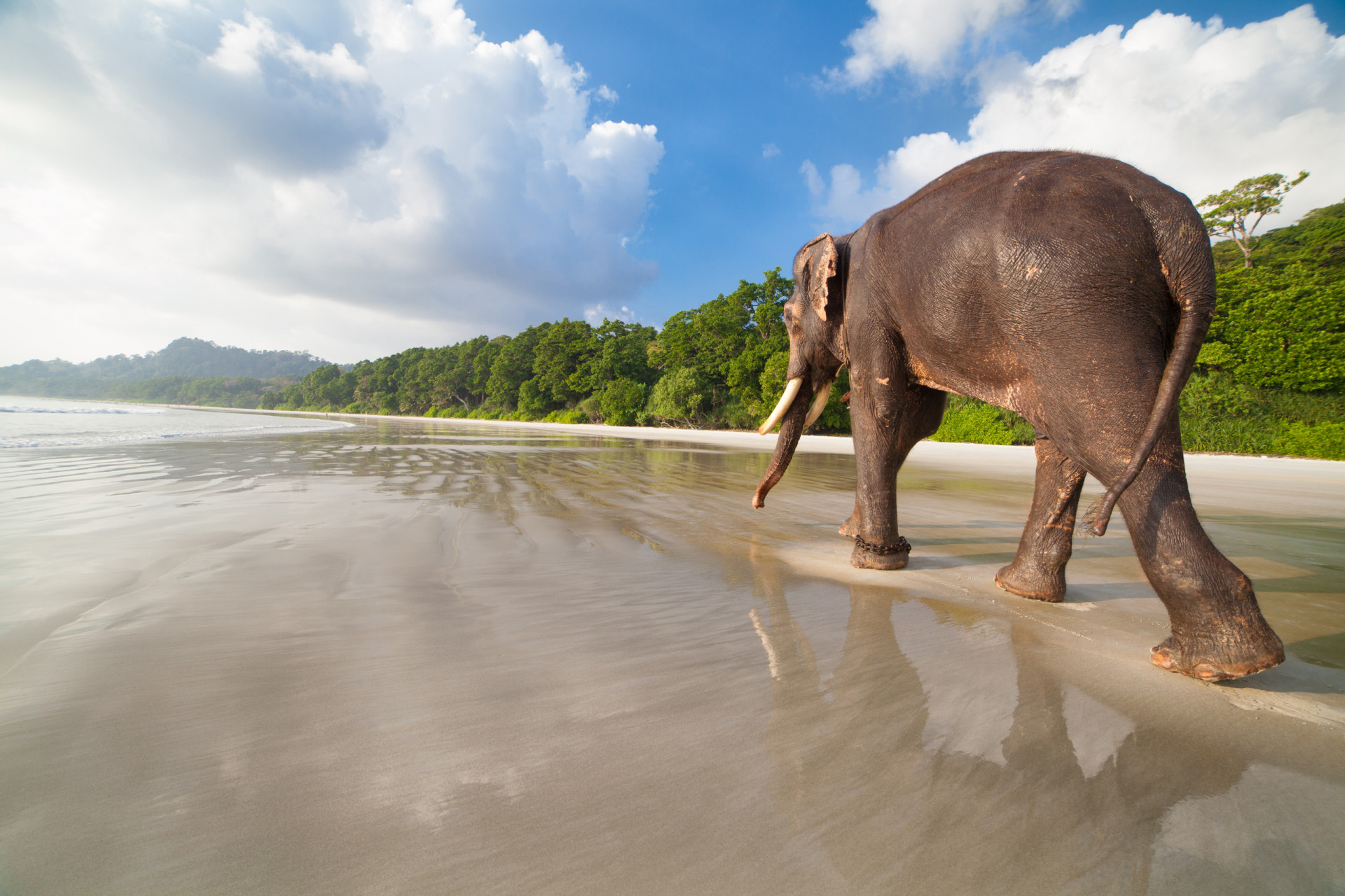 <p>Interview Island is one of the Andaman Islands. It has about 80-90 feral elephants, which were brought for forestry works. Elephants also roam the beaches of Swaraj Dweep.</p><p><a href="https://www.msn.com/en-nz/community/channel/vid-7xx8mnucu55yw63we9va2gwr7uihbxwc68fxqp25x6tg4ftibpra?cvid=94631541bc0f4f89bfd59158d696ad7e">Follow us and access great exclusive content every day</a></p>