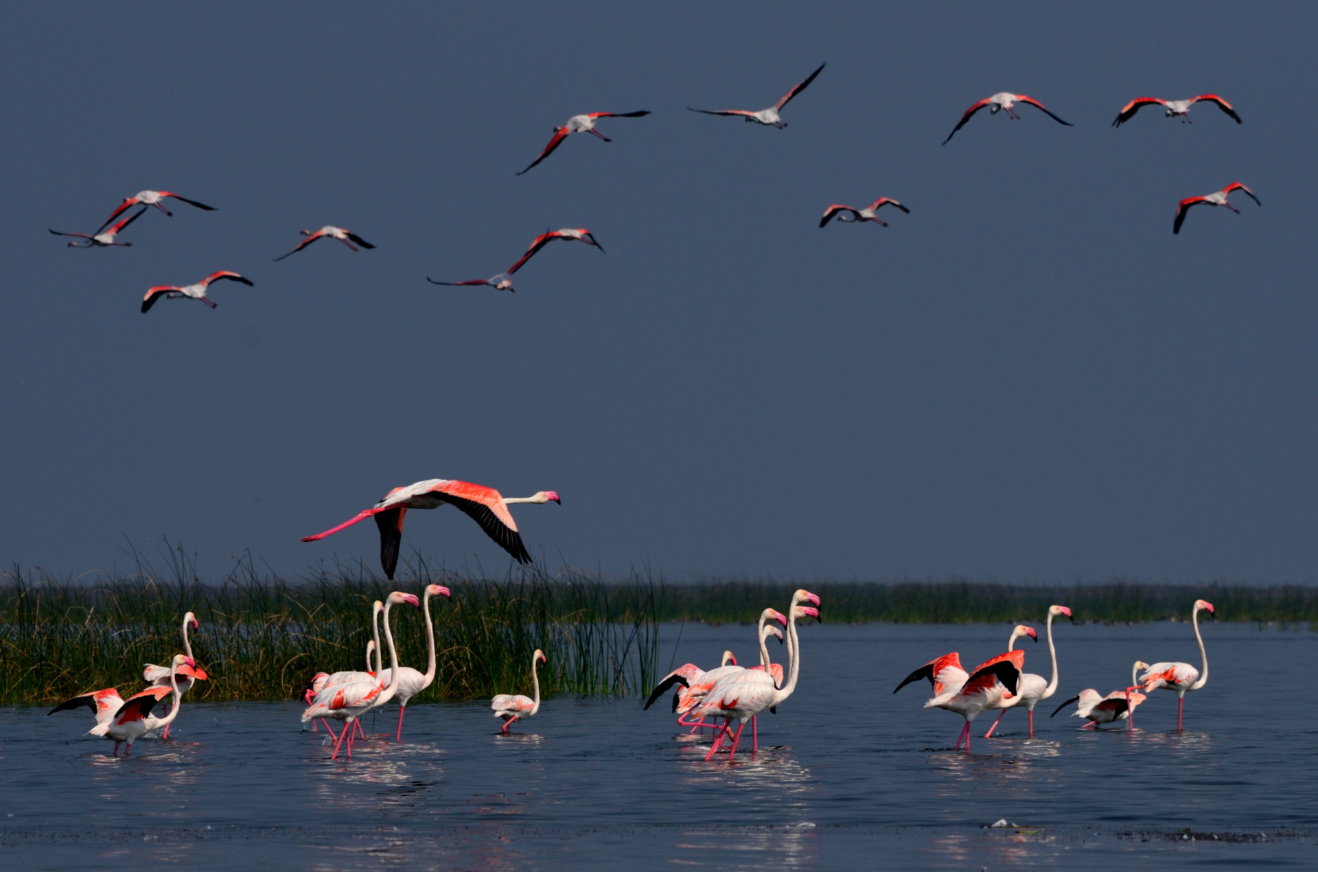 <p>The whole of Nalbana Island is a designated bird sanctuary and attracts ornithologists in their hundreds, who flock to Odisha to catch a glimpse of rare species like the spoon-billed sandpiper and Pallas's fish eagle.</p><p><a href="https://www.msn.com/en-nz/community/channel/vid-7xx8mnucu55yw63we9va2gwr7uihbxwc68fxqp25x6tg4ftibpra?cvid=94631541bc0f4f89bfd59158d696ad7e">Follow us and access great exclusive content every day</a></p>