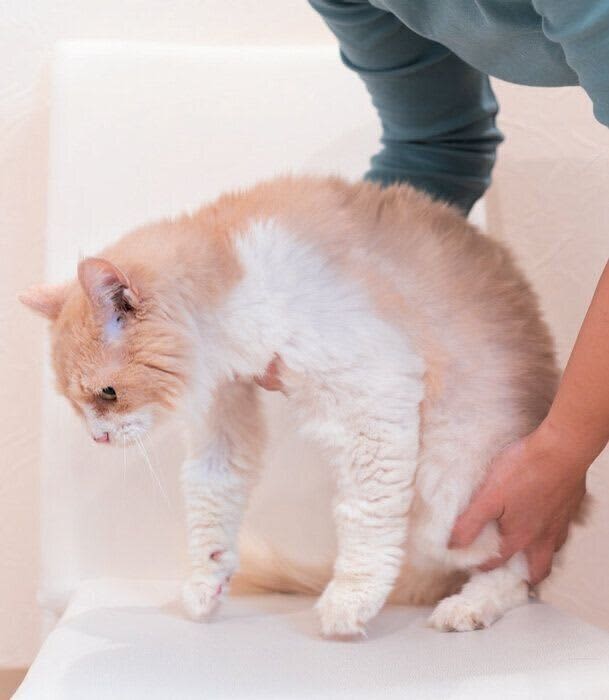 抱っこギライな猫、抱っこに慣れてもらうことはできる？ 専門家が解説