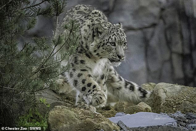 Snow leopards arrive at Chester Zoo for first time in 93-year