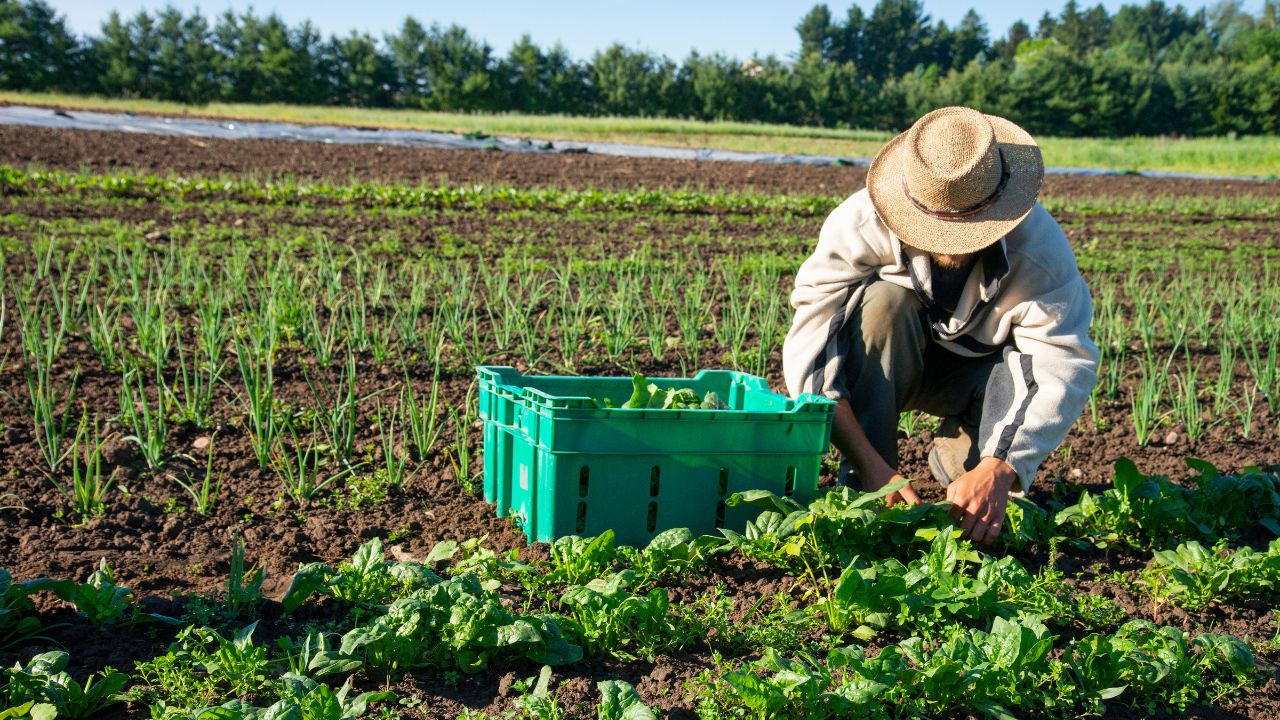 <p>What do you think? How can states like Oregon strike a balance between environmental conservation and supporting small family farms? What role should local communities play in advocating for the protection of small-scale agricultural operations?</p>