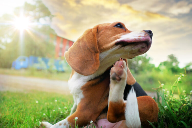 10-frequent-health-problems-in-beagles