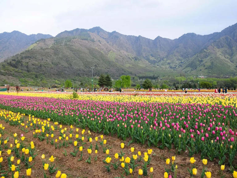 Srinagar: Asia’s largest tulip garden will open to the public from March 23