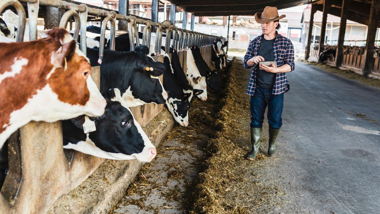 <p>Among the hardest hit by Oregon’s regulatory onslaught are small dairy farmers, who find themselves grappling with onerous requirements and compliance costs. The discrepancy between regulatory expectations and the economic viability of small-scale dairy operations threatens the survival of these traditional family-owned businesses.</p>