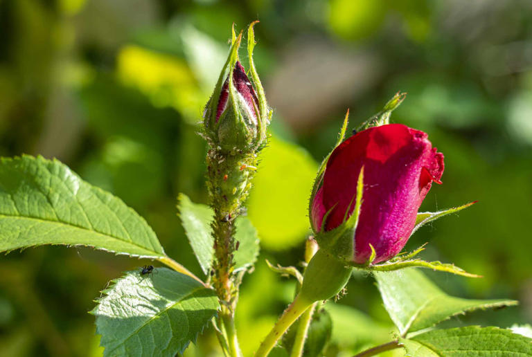 How To Get Rid Of Aphids On Roses For Healthier, Longer-lasting Plants