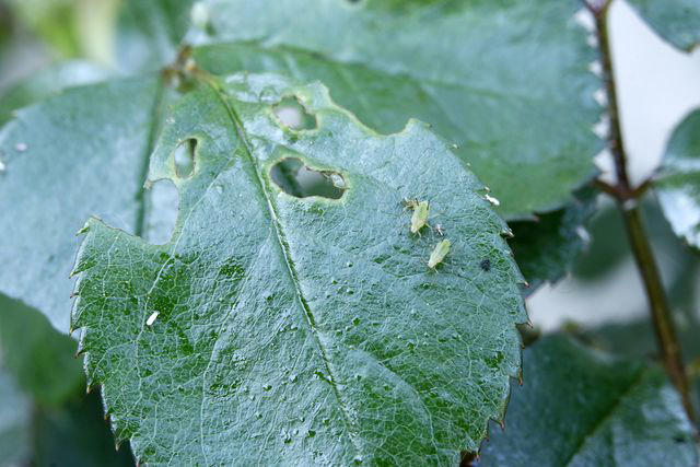 How To Get Rid Of Aphids On Roses For Healthier, Longer-lasting Plants