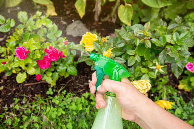 How To Get Rid Of Aphids On Roses For Healthier, Longer-lasting Plants