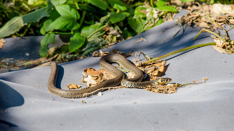 The Most Common Place Snakes Hide In Your Yard