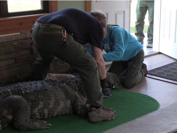 'There's an alligator at my front door!' See the 8-foot gator that ...