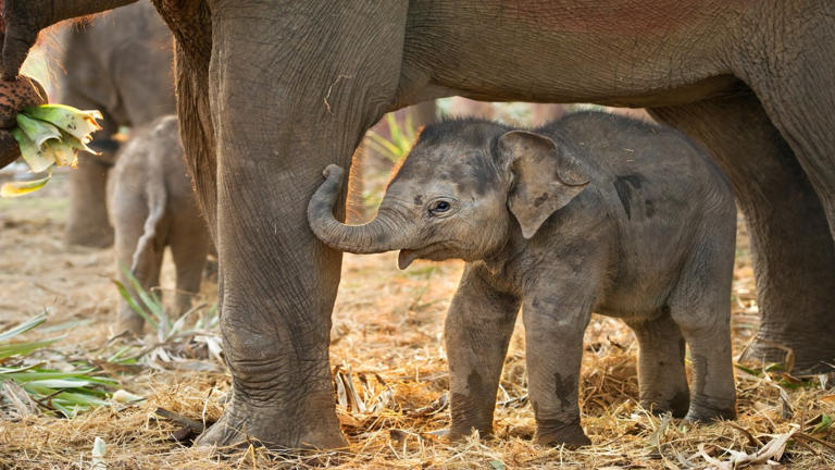 Disney World's New Baby Elephant Makes Her Debut at Animal Kingdom Park