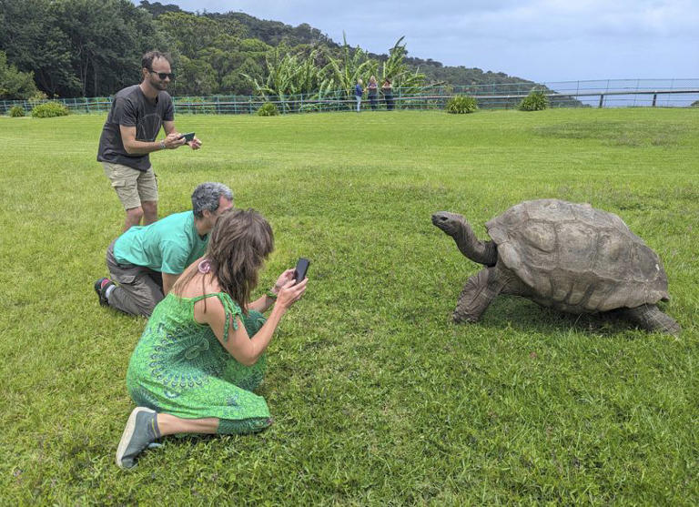 Want to meet Jonathan, the world’s oldest tortoise? St Helena island is ...