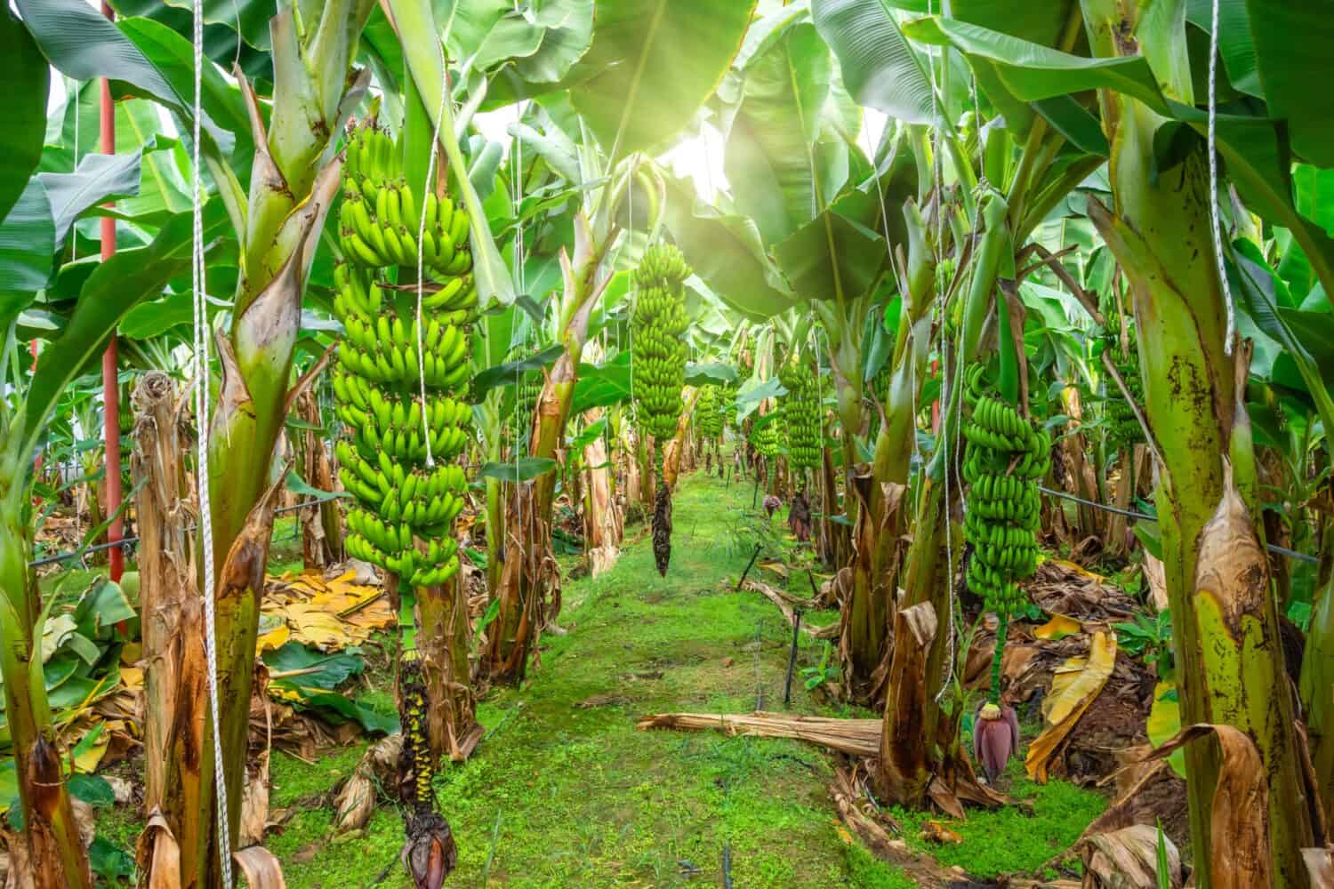 Where the World’s Bananas Come From