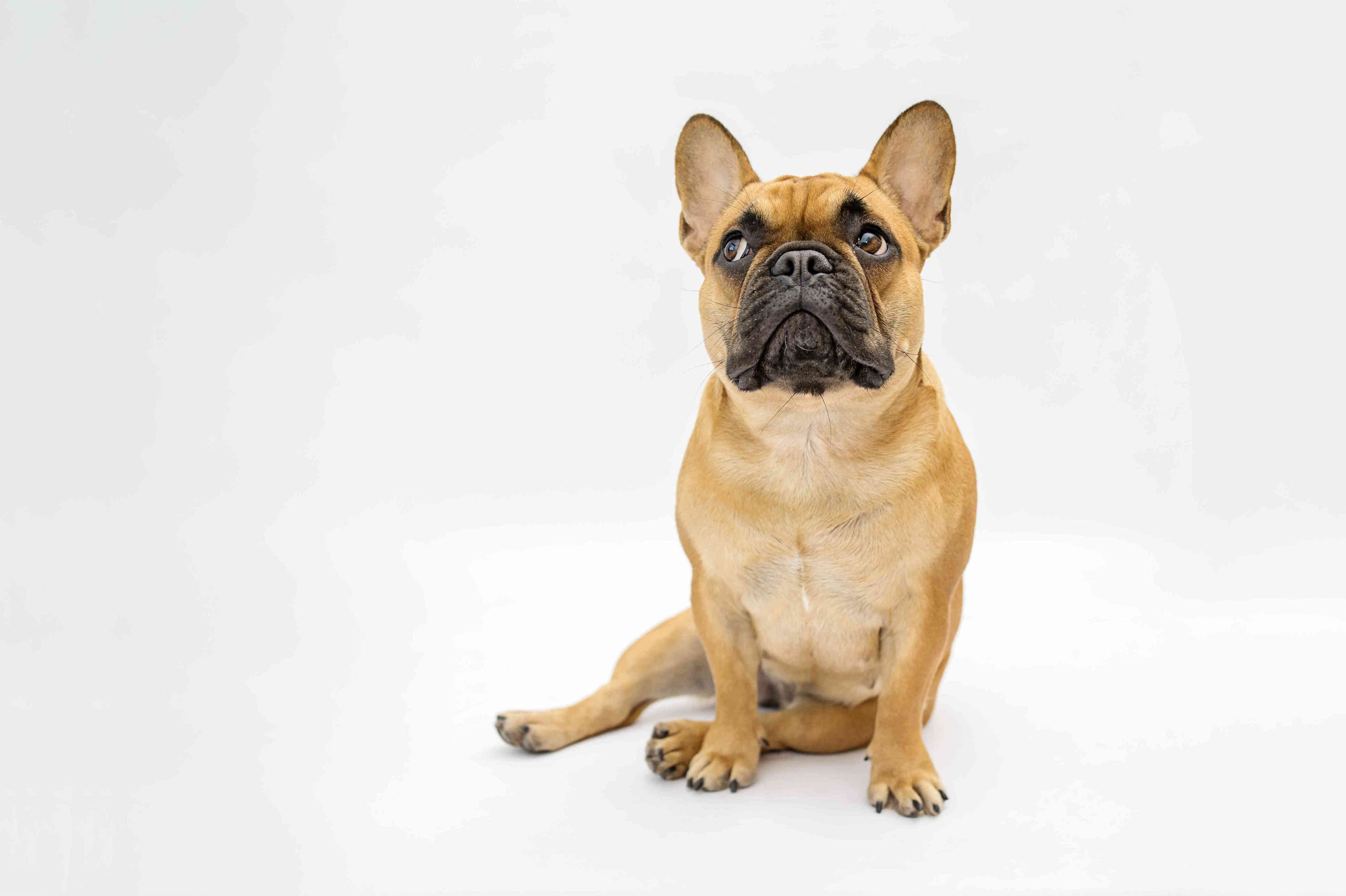 French Bulldogs Are Once Again The Most Popular Dog Breed