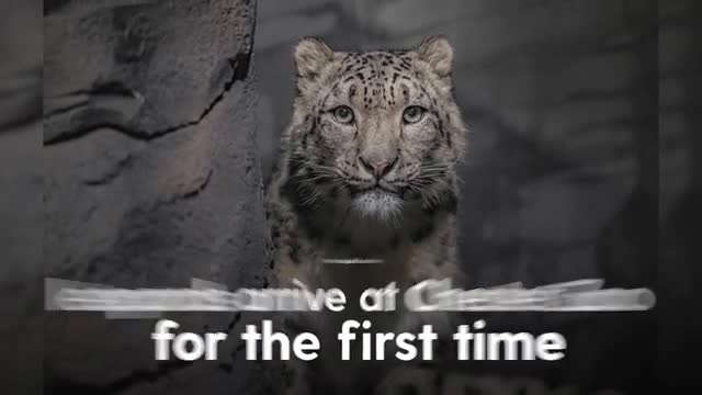Chester Zoo welcomes first snow leopards in its 93-year history