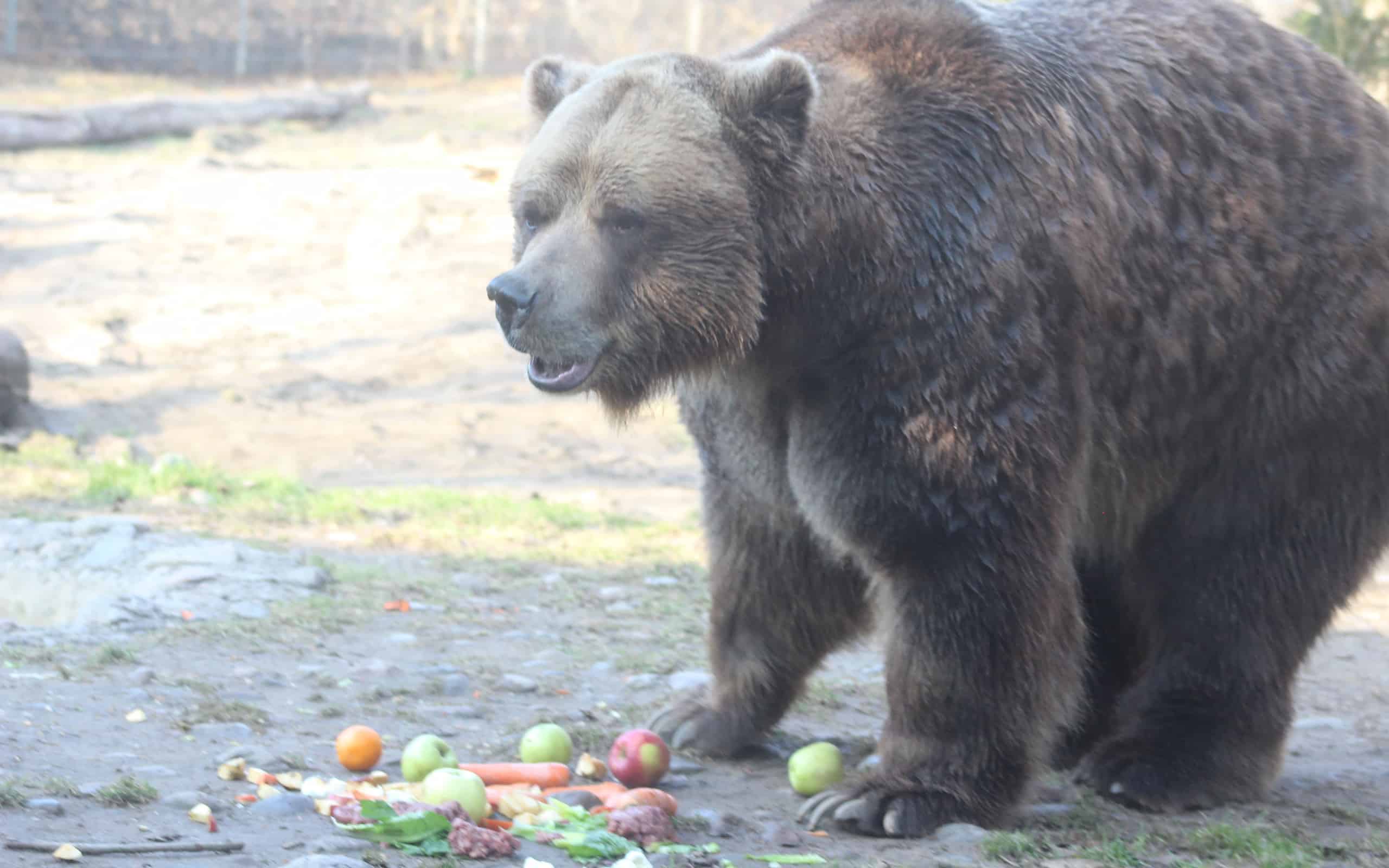 What Do Grizzly Bears Eat? Their Diets Explained