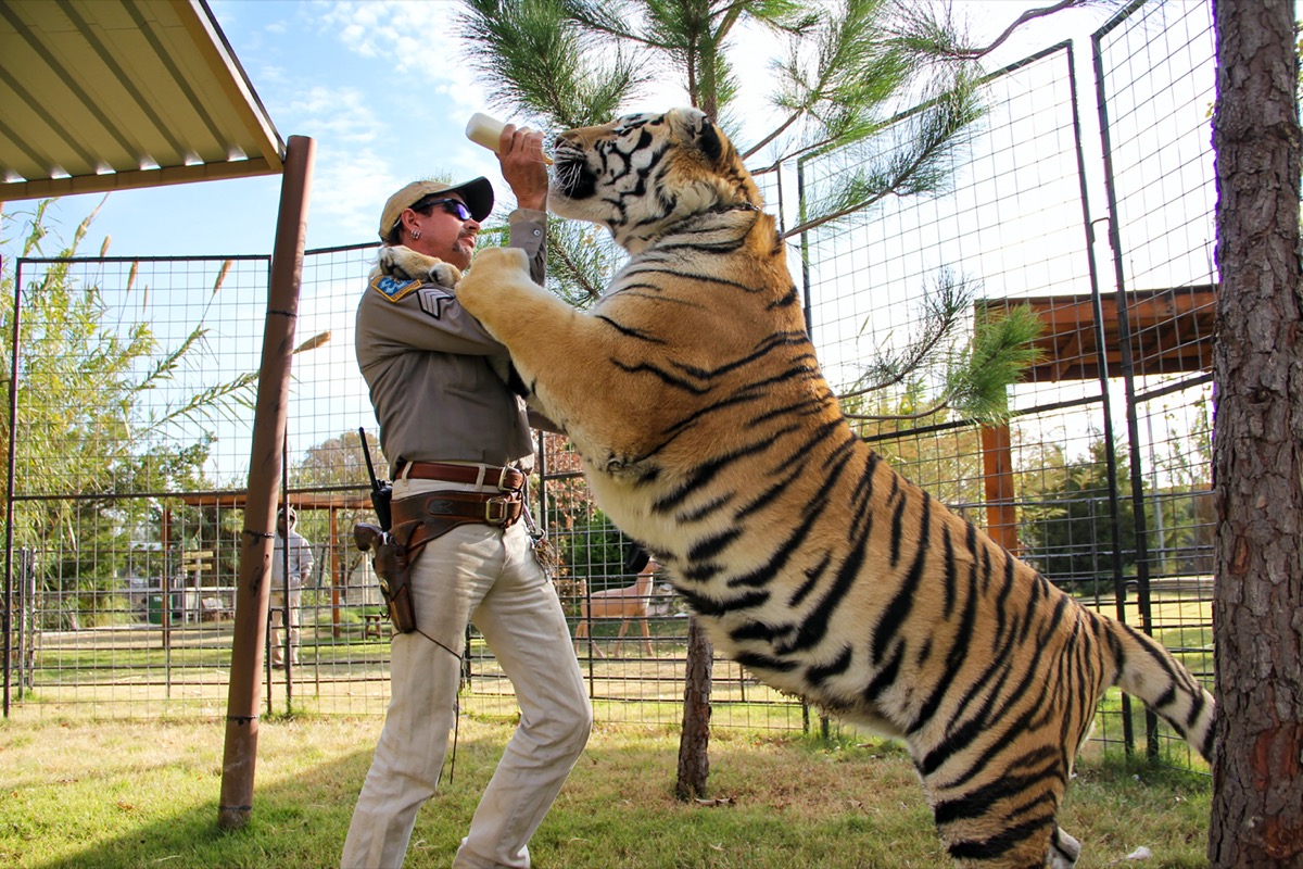 <p>If you missed the <em>Tiger King </em>phenomenon when it premiered on Netflix in 2020 and everyone in lockdown seemed to be watching it, don't worry—it's never too late to check it out.</p><p>The frequently jaw-dropping docuseries centers around a man who calls himself <strong>Joe Exotic</strong>, and the controversial/not-always-legal world of big cat collecting. But trust us when we say that that synopsis barely scratches the surface of what you'll see.</p>