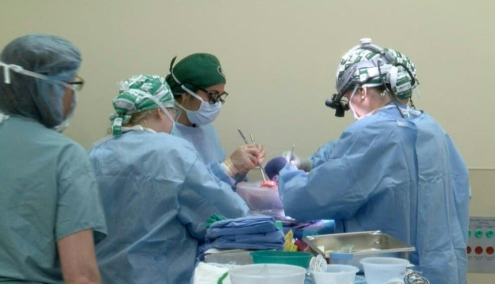 états-unis: des chirurgiens transplantent un rein de porc sur un patient vivant pour la première fois