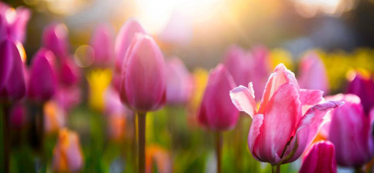 25 Inspiring Quotes About Spring That Will Make You Happy To Be Alive