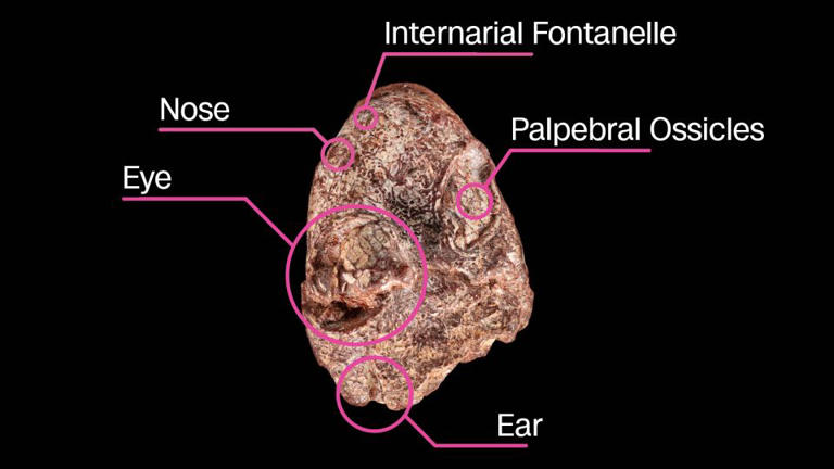 Researchers found a tiny skull with wide eyes and a cartoonish grin. It ...