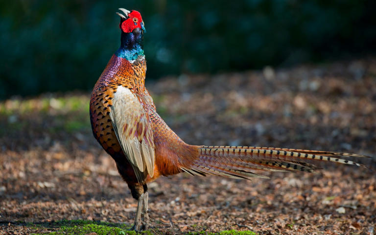 Pheasants are ‘queer’, museum tells visitors in LGBT exhibition