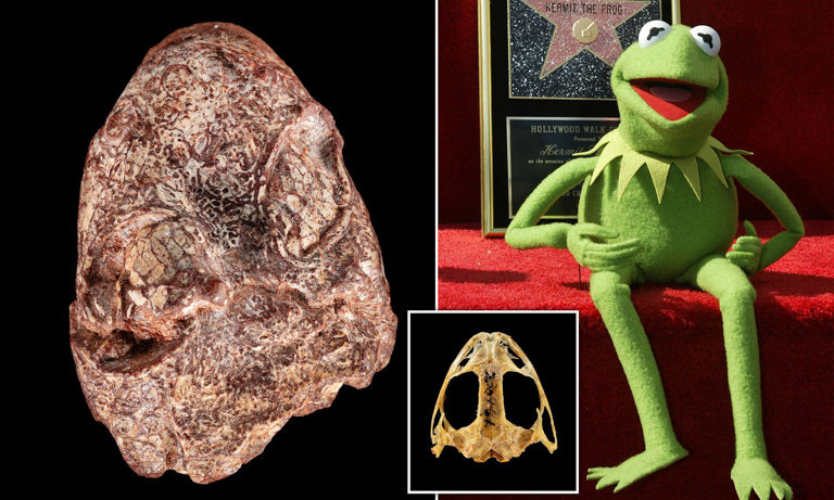 Prehistoric amphibian ancestor that lived 270 million years ago is named  after Sesame Street's Kermit the Frog