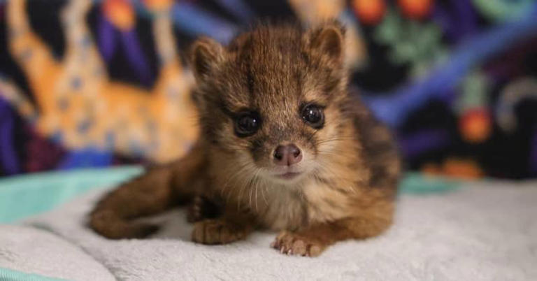 Nashville Zoo Welcomes Rare Fanaloka Pup in First U.S. Birth of ...