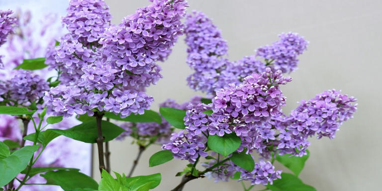 Creating A Vibrant Garden Oasis With Lilac Shrubs