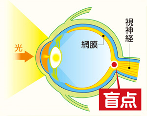 人类的进化并未停止！科学家意外发现人体新器官，或可帮助抗癌