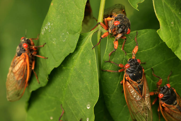 Look up, then look down After the solar eclipse, a double brood of