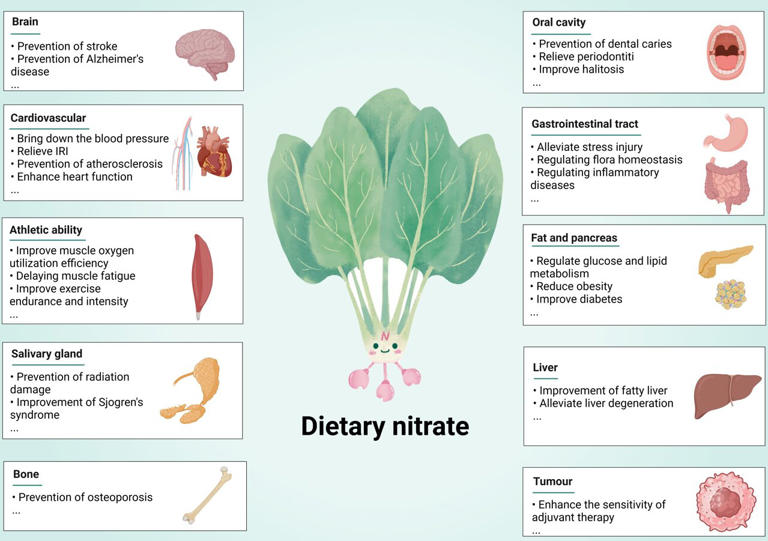 New Research Explores Nitrate As An Important Messenger Of Body 