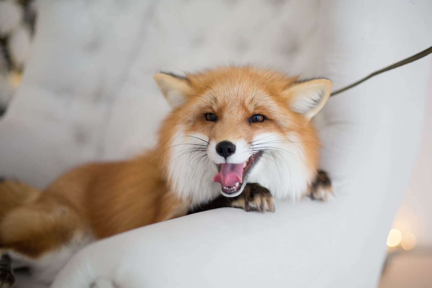 States With The Most Foxes In America