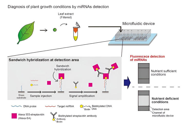 Improving plant health diagnostics: The dawn of microfluidic devices ...