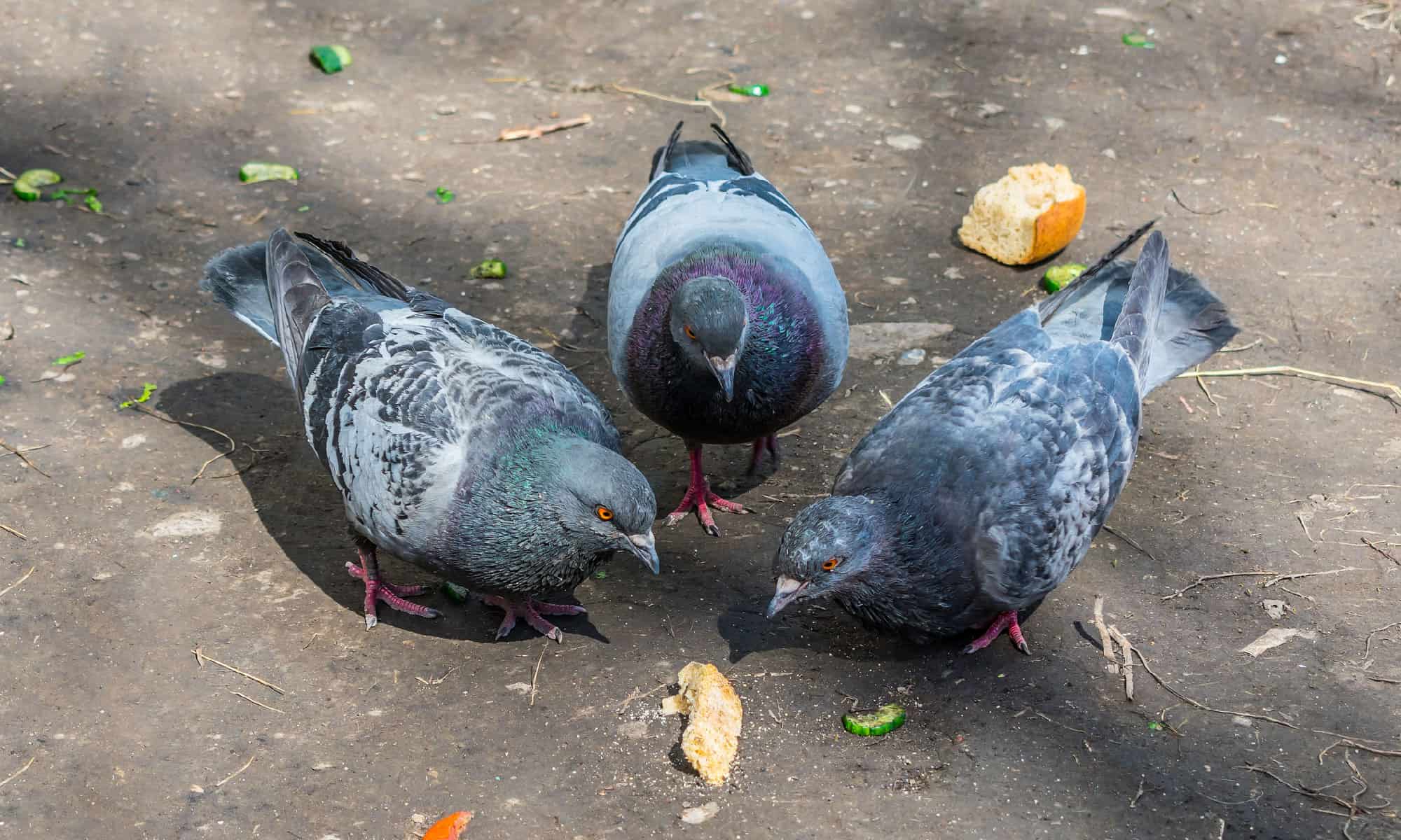 6 Smells That Pigeons Hate and Keep Them Away